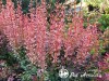Raugerškis tunbergo ,Rosy Rocket' (lot. Berberis thunbergii) 